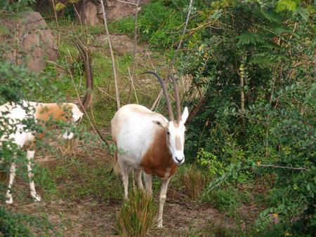 Scimitar-Horned Oryx #2