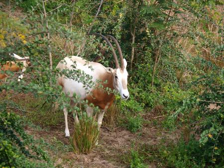 Scimitar-Horned Oryx #3