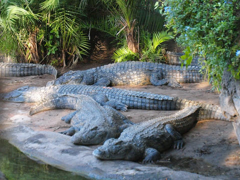 Nile Crocodile #3