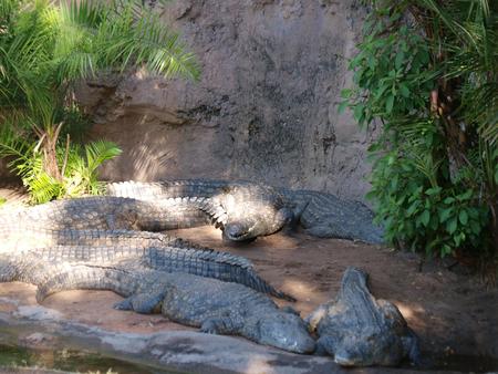 Nile Crocodile #4