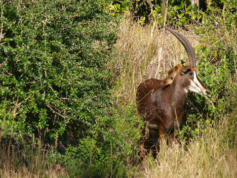 Antelope or gazelle