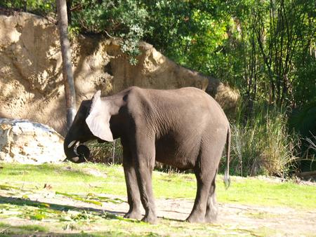 Elephant #10