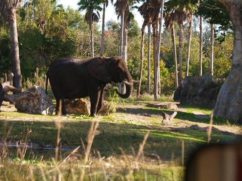 Elephant #11