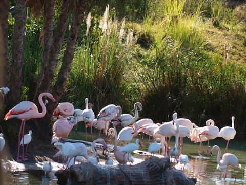Greater flamingos #4