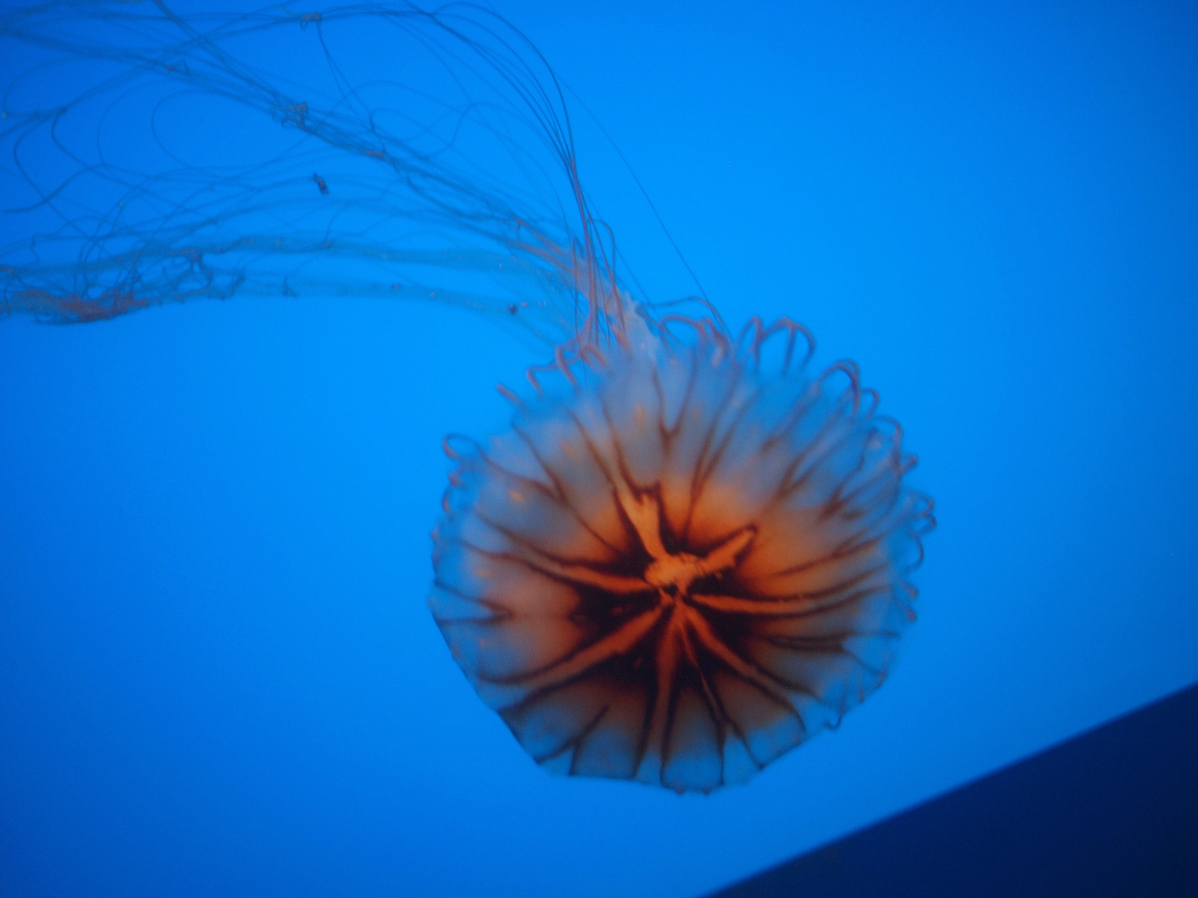 Jellyfish #5