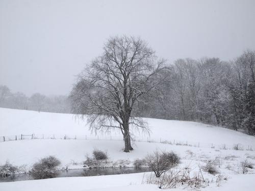 Groton tree in winter