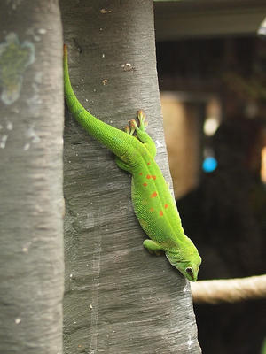 Giant day gecko