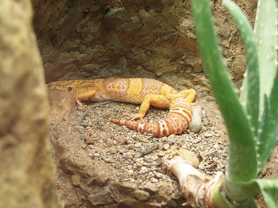 Leopard gecko morph tangerine