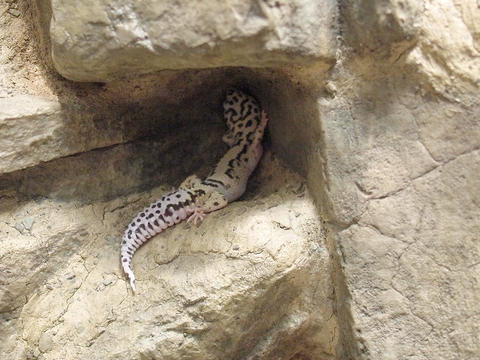 Leopard gecko morph stripped