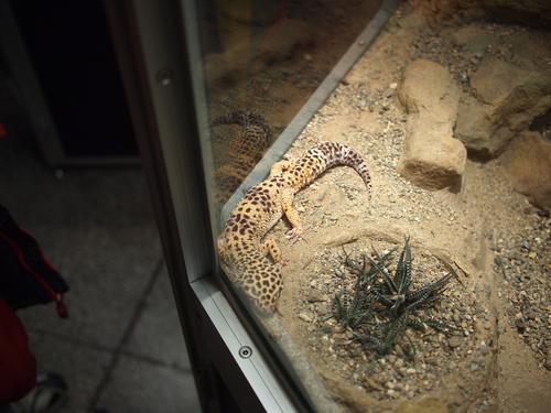 Leopard gecko morph supergiant