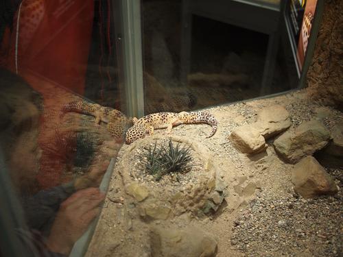 Leopard gecko morph supergiant #2