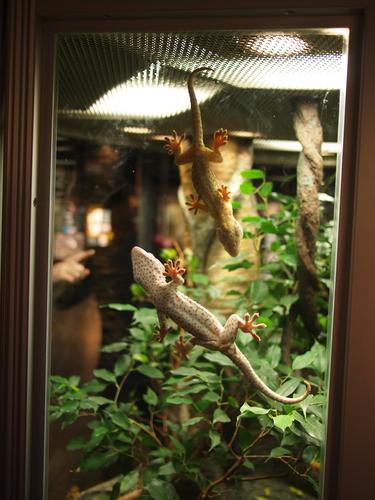 Tokay gecko #2