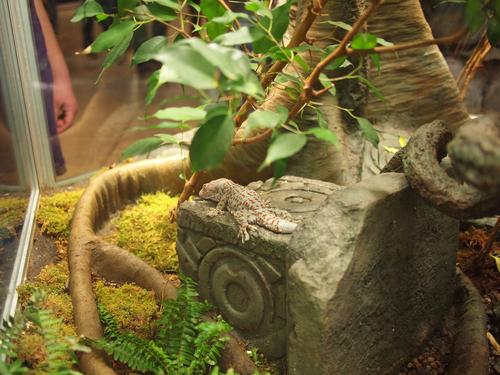 Tokay gecko #3