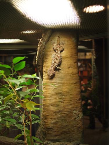 Tokay gecko #6
