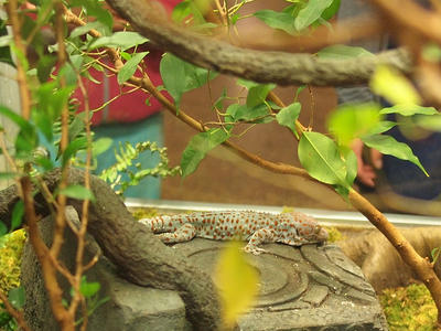 Tokay gecko #7