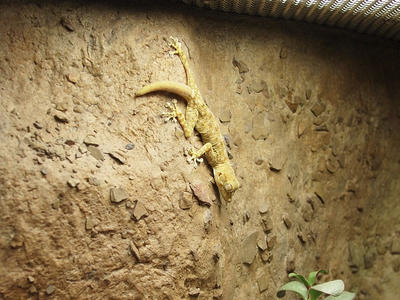 Fan-fingered gecko #2