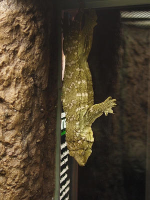 New Caledonian giate gecko