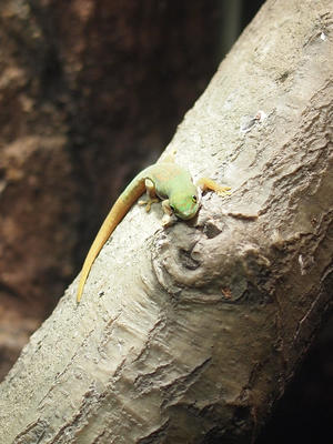 Lined day gecko #2