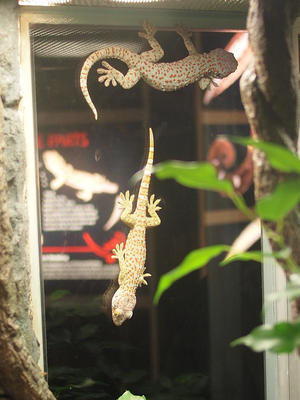 Tokay gecko #9