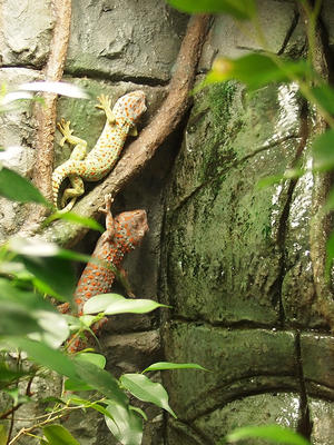 Tokay gecko #12