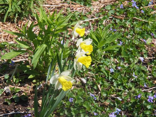 Daffodils #2
