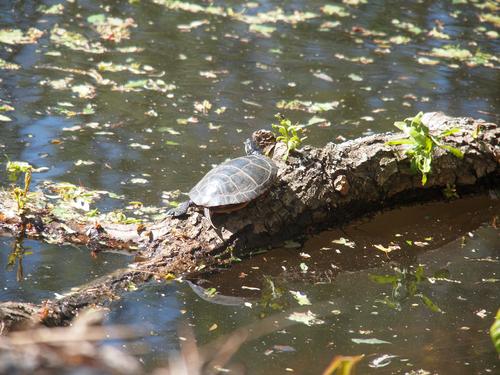 Turtle at the Acton Arboretum #2