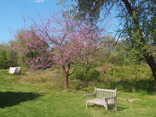 Spring time at Acton Arboretum
