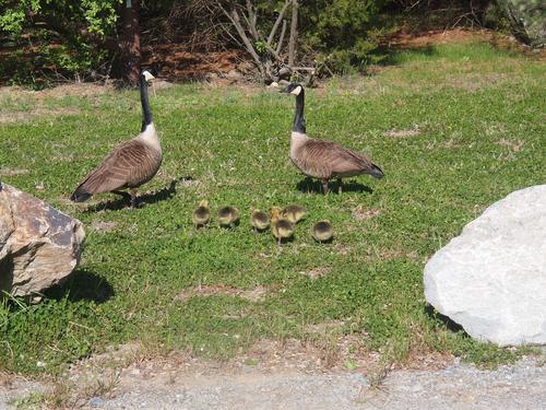 The goose family