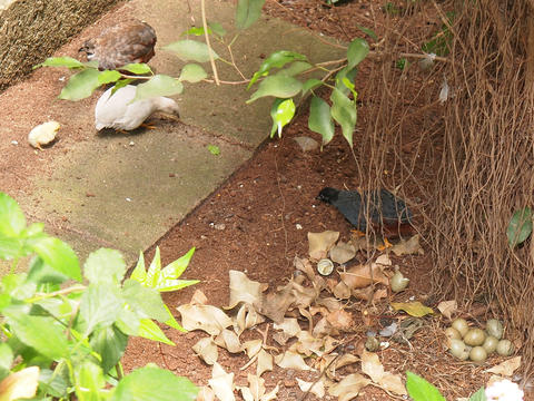 Newly hatched quail #2