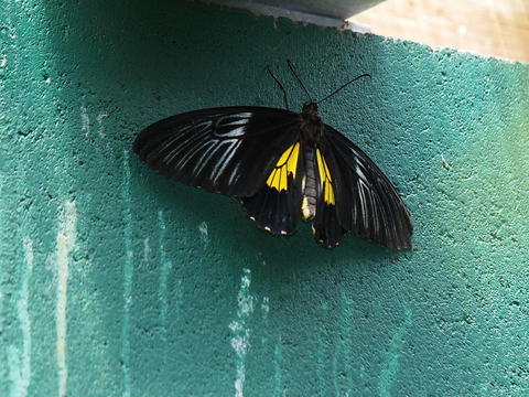 Yellow and black butteryfly