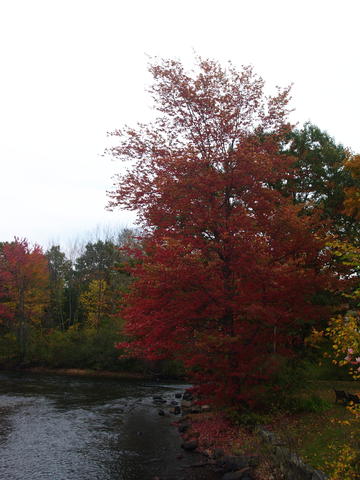 Fall in Tilton, Massachusetts #2