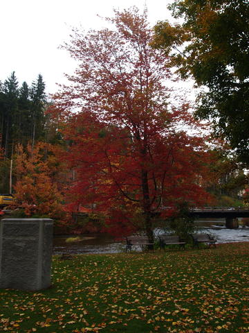 Fall in Tilton, Massachusetts #3