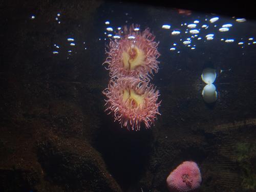 Sea anemones #3