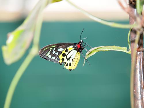 Yellow and black butterfly #2