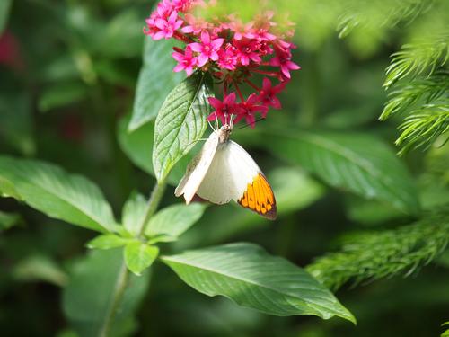 Yellow and white butterfly