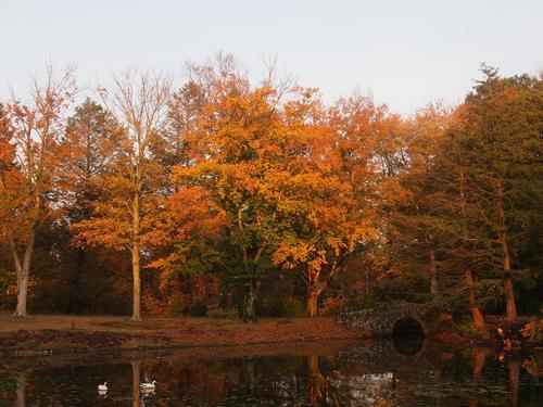 Colorful trees and pond #2