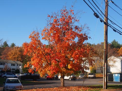 Fall trees #6