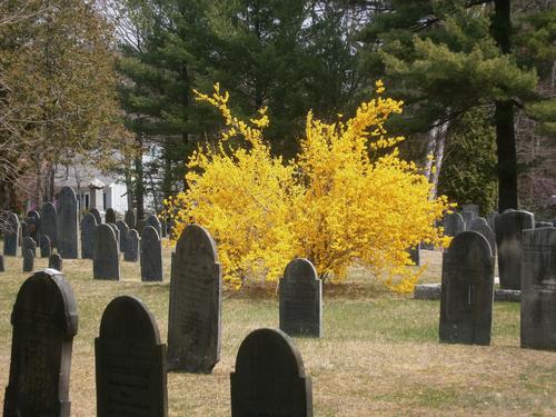 Spring in the graveyard