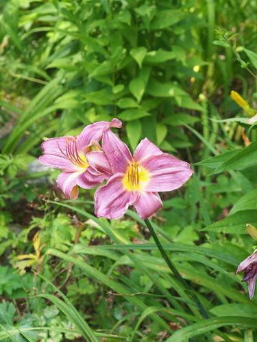 Purple day lily