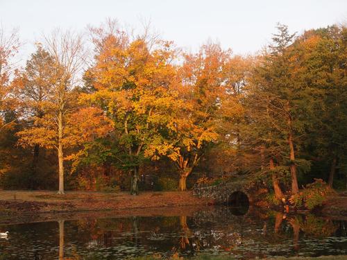 Colorful trees and pond