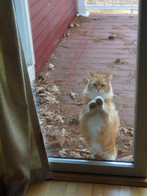 Let me in, now!