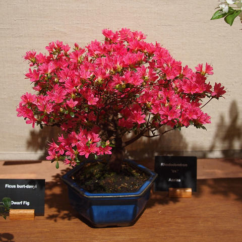 Bonsai Rhododendron