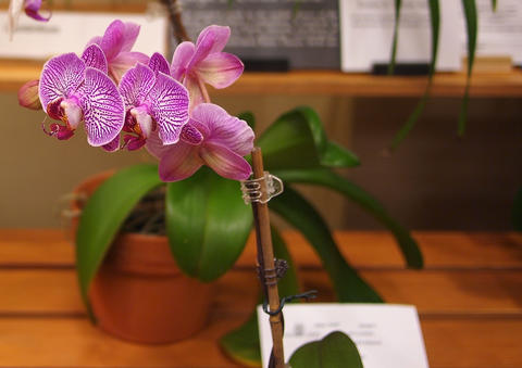Orchid #2