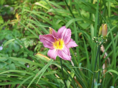 Purple day lily #2