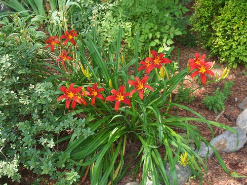 Day lilies