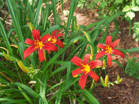 Red day lilies