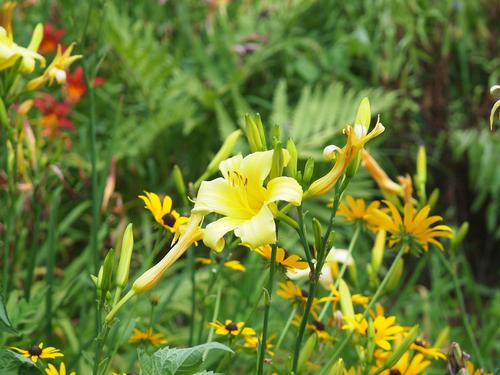 Yellow day lily #3