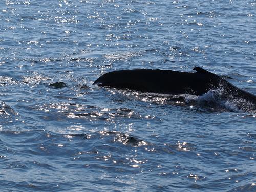 Whale in the sunlight #2