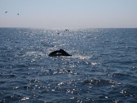 Whale in the sunlight #3