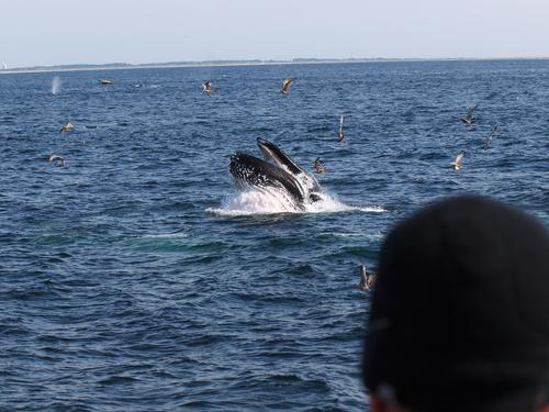 Whale surfacing #4